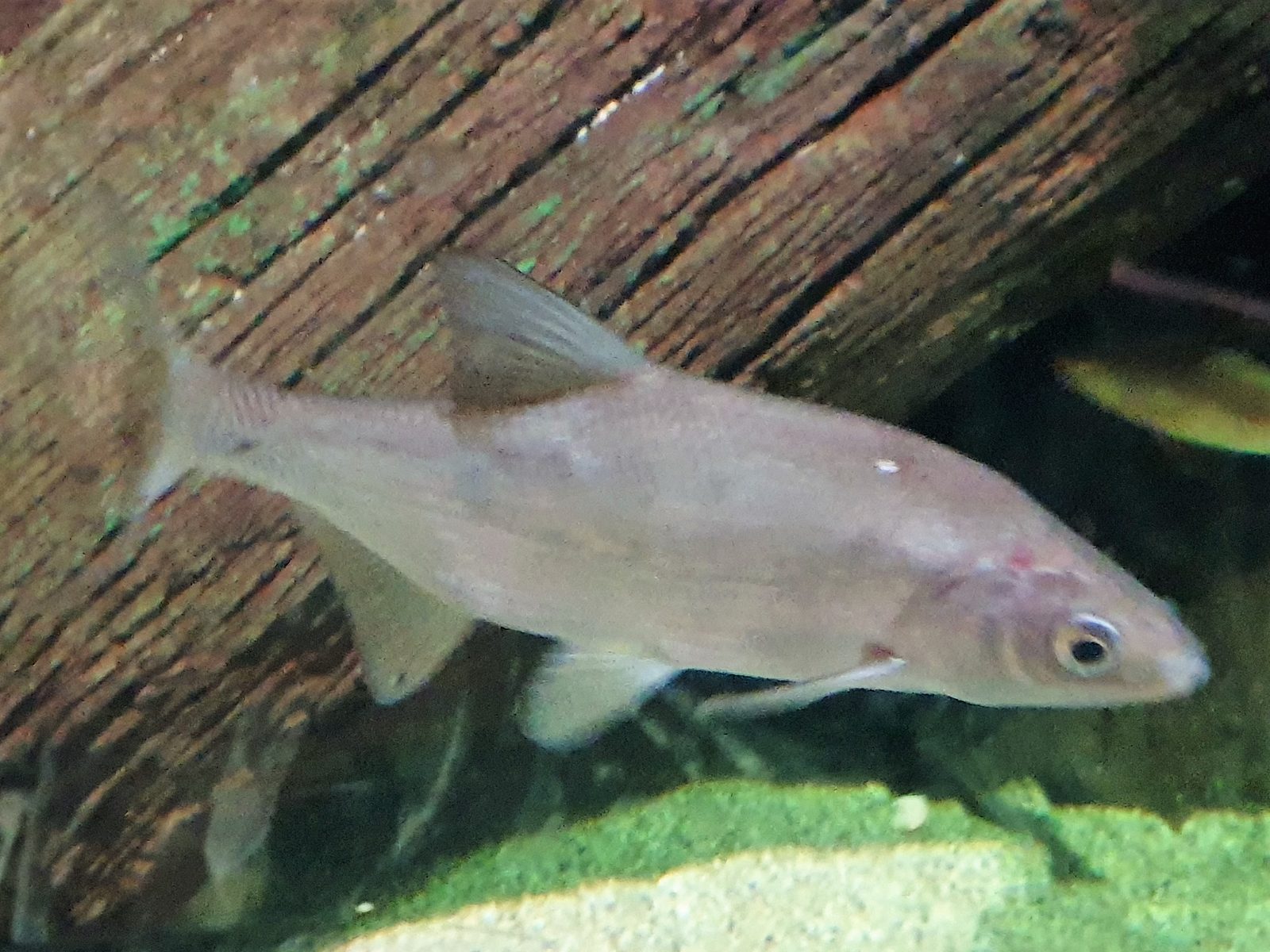 Certa (Vimba vimba) — wędrowna ryba karpiowata polskich rzek