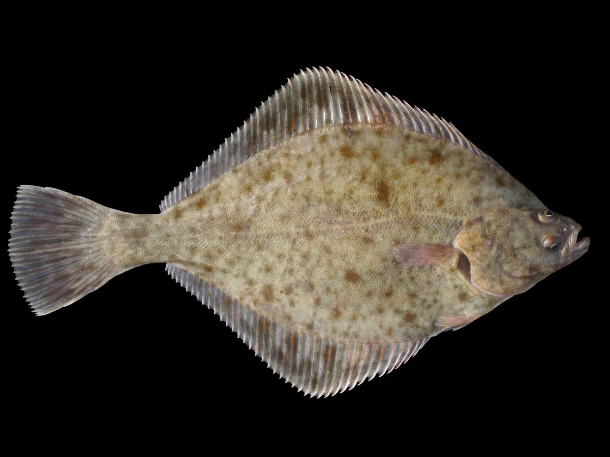 Flądra (stornia) (Platichthys flesus) — płaska ryba przydenna Bałtyku
