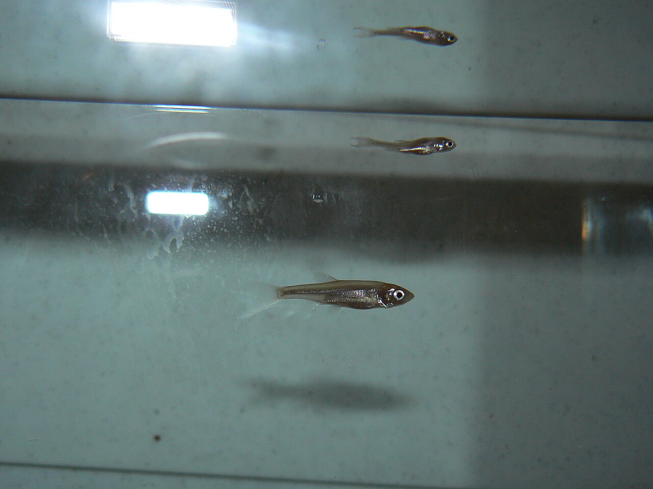 Jelec (Leuciscus leuciscus) trzymany nad wodą.