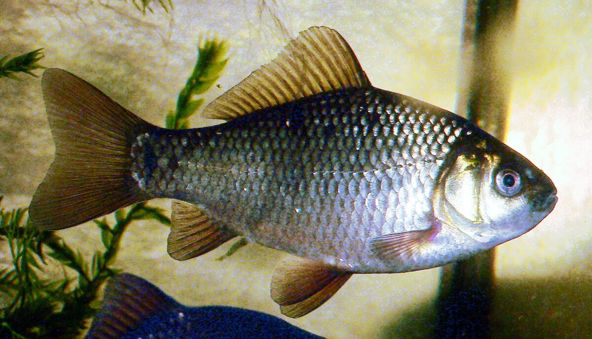 Karaś — zdjęcie ryby