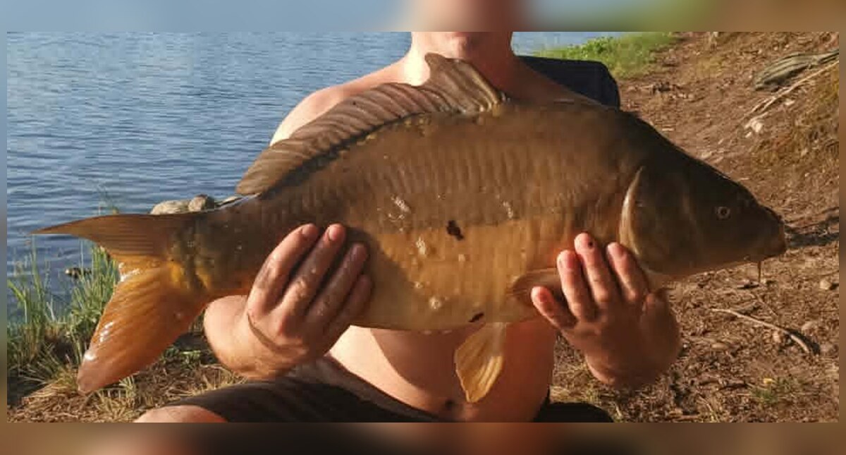 Karp lustrzeń złowiony o poranku nad jeziorem