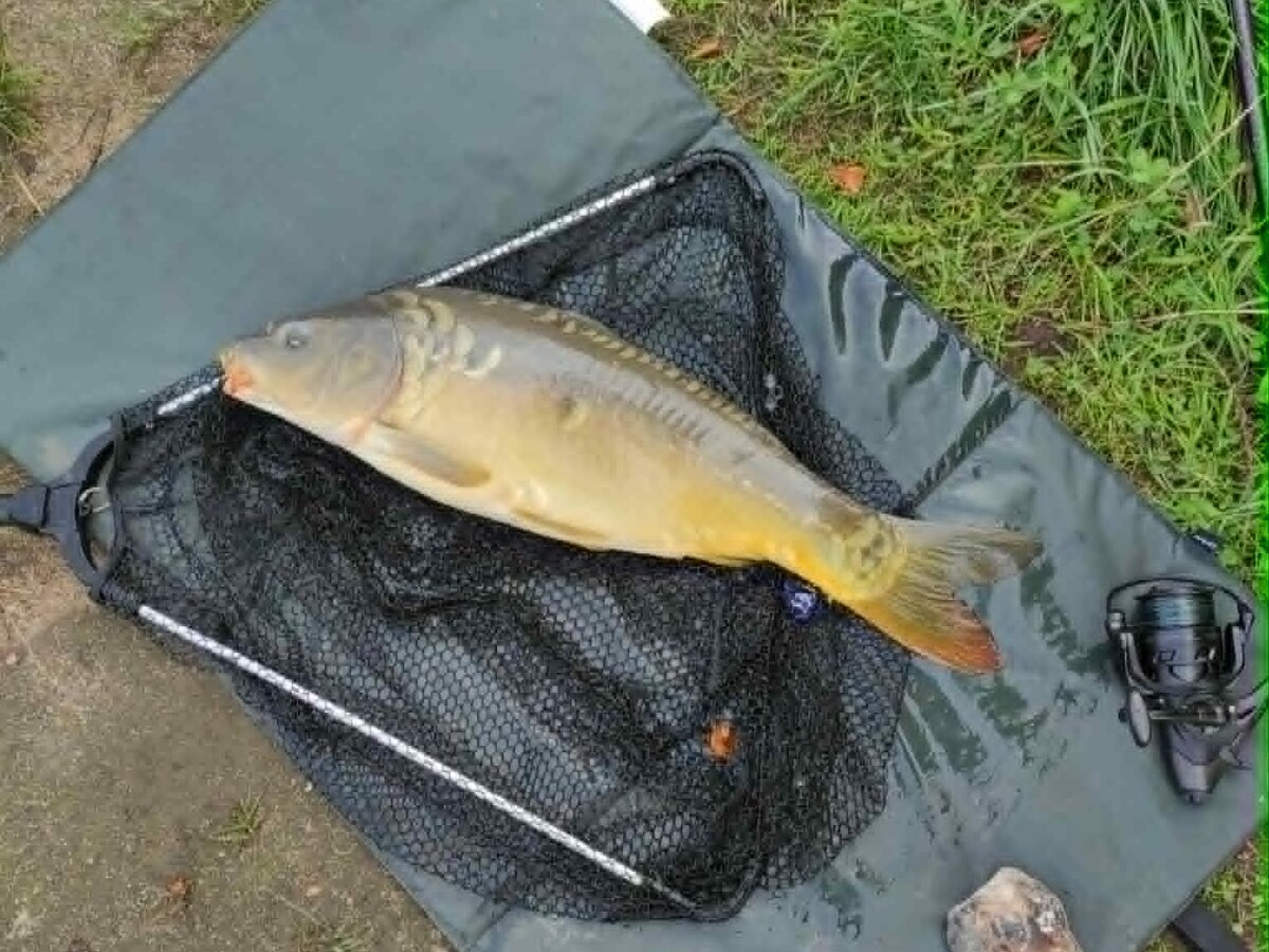 Karp na macie karpiowej obok podbieraka i kołowrotka