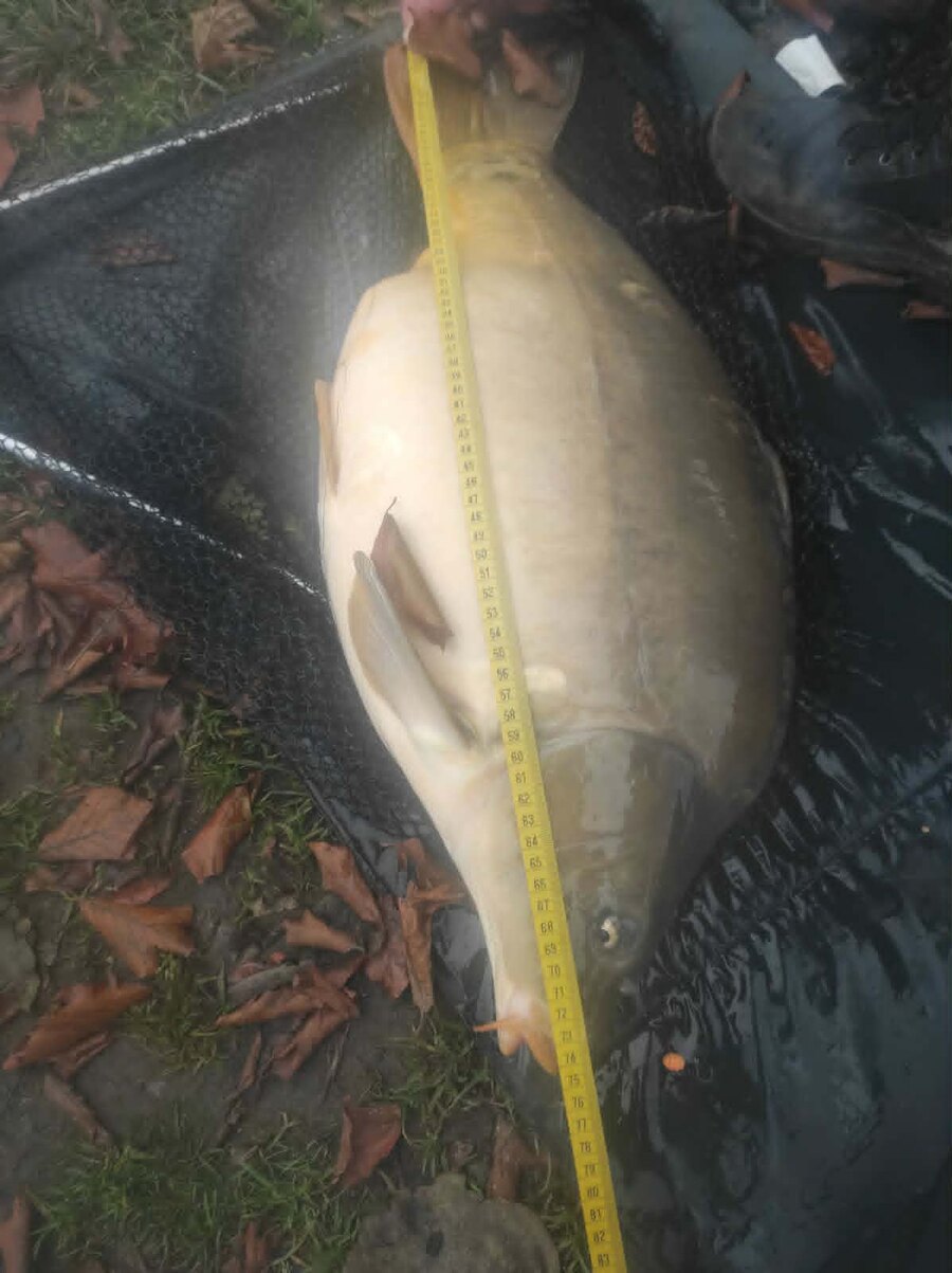 Karp w podbieraku z rozłożoną miarką wzdłuż ciała ryby