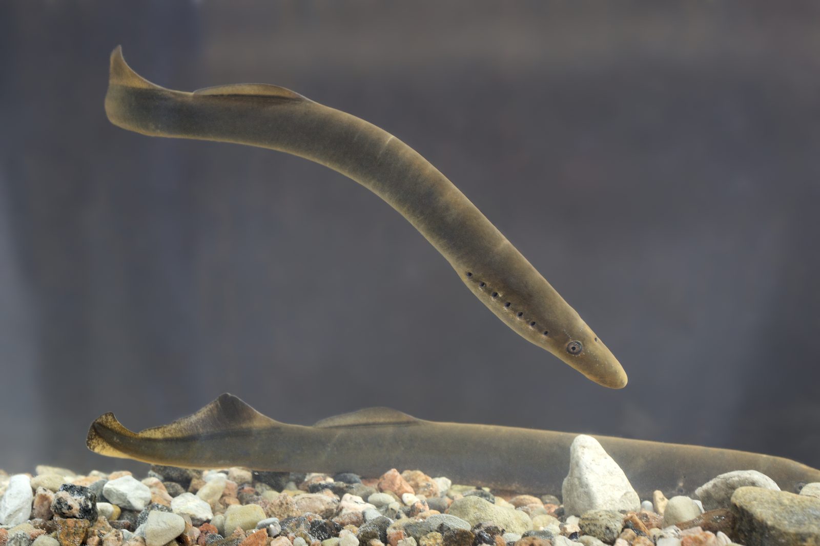 Minóg rzeczny (Lampetra fluviatilis) z widoczną przyssawką gębową.
