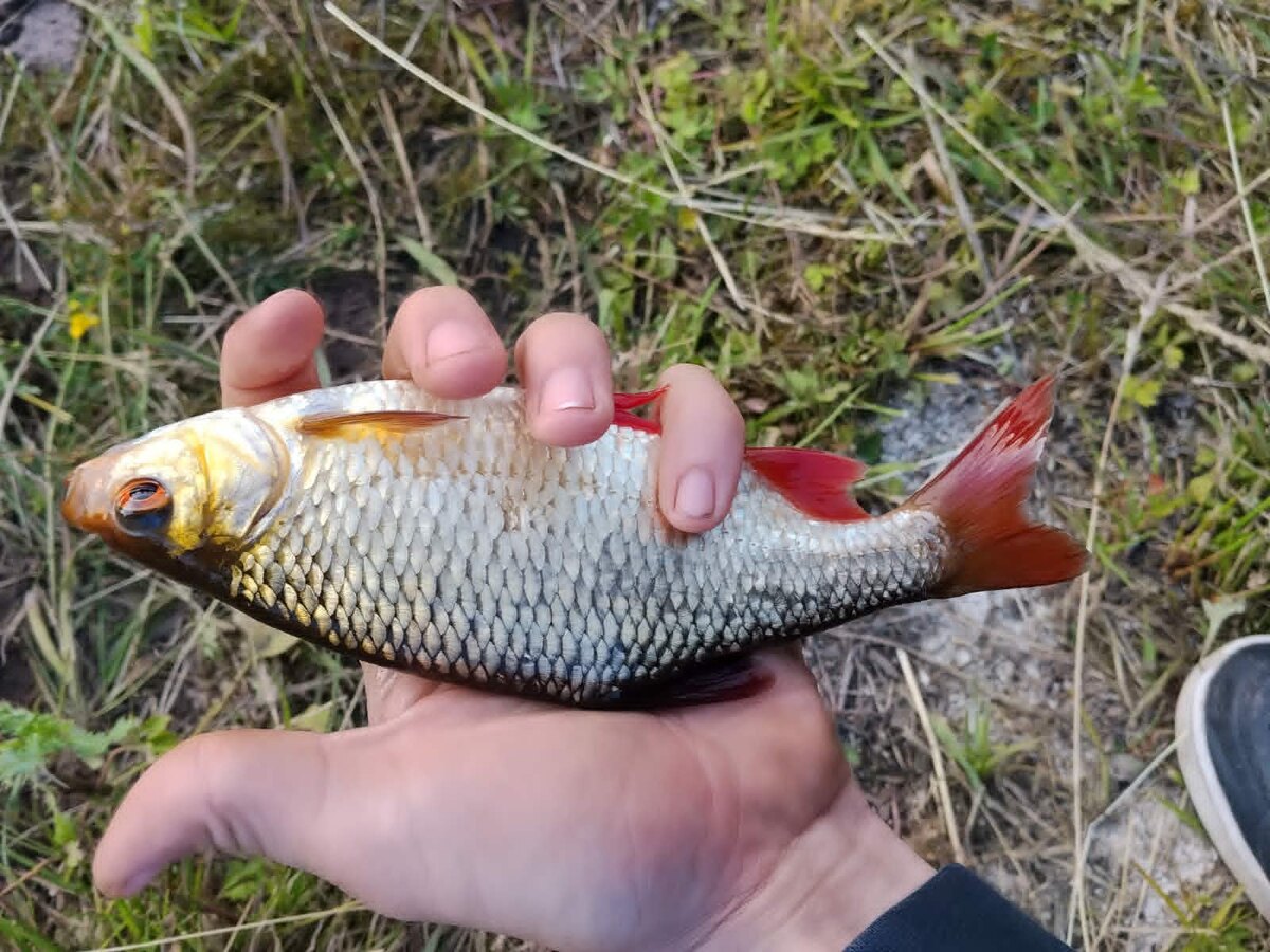 Płoć trzymana w dłoni, widoczne czerwone płetwy i pomarańczowa tęczówka