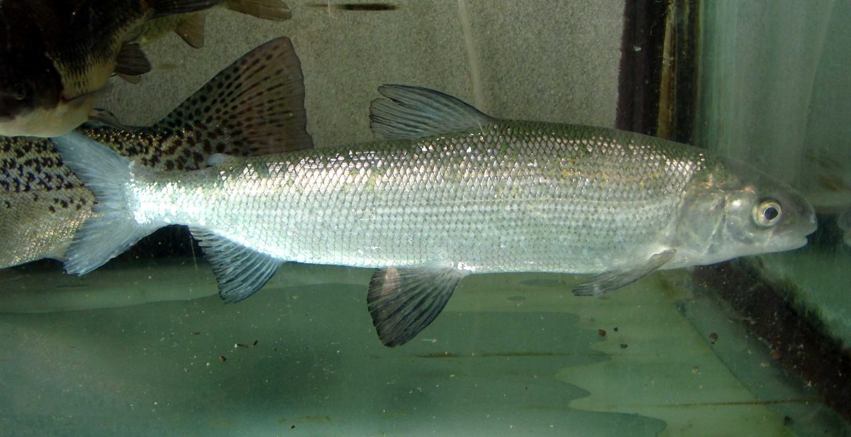 Sieja (Coregonus maraena) — łososiowata ryba czystych jezior północnej Polski