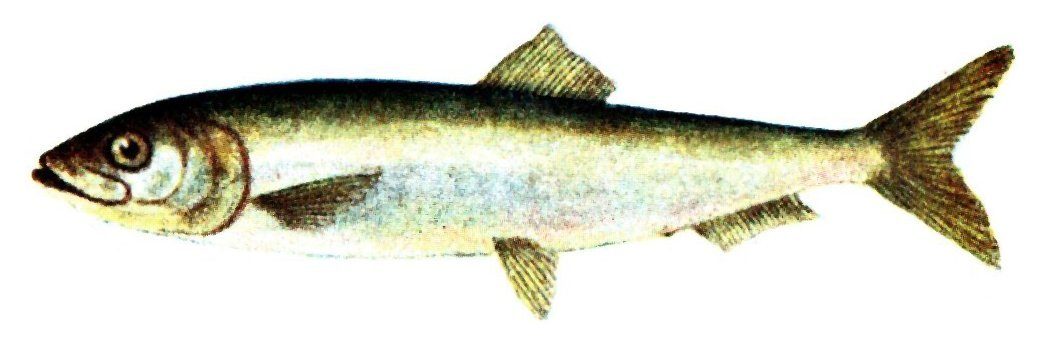 Śledź (Clupea harengus) — ławicowa ryba morska Bałtyku