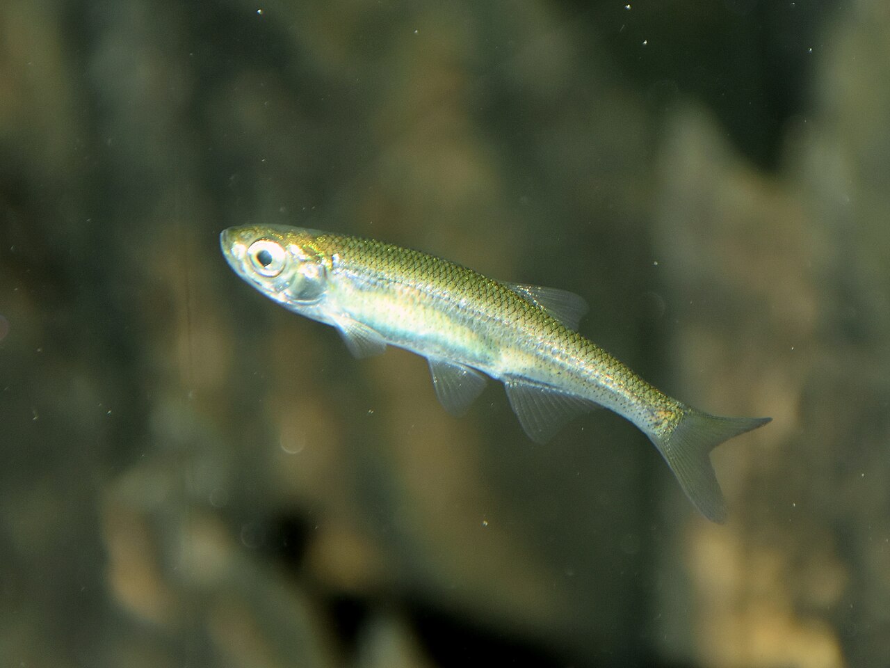 Słonecznica (Leucaspius delineatus) w toni wody.