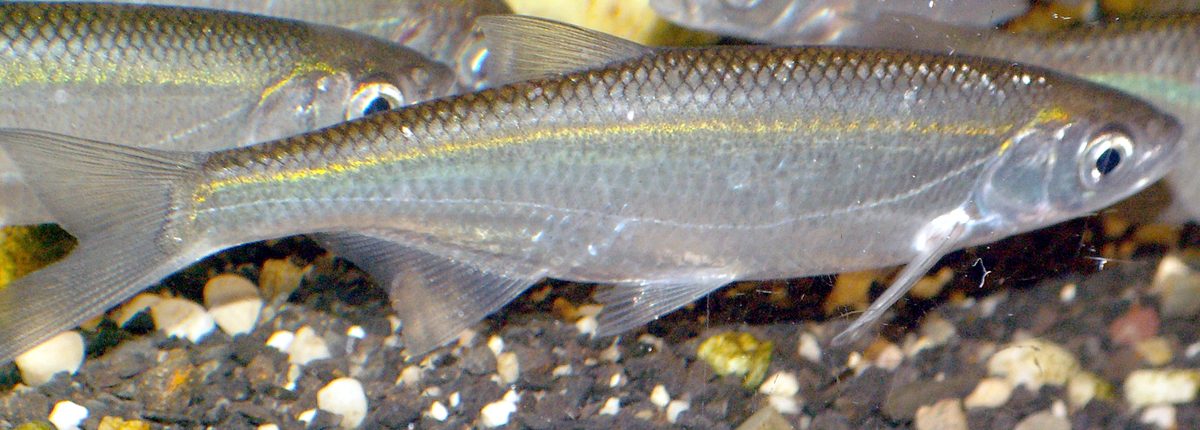 Ukleja (Alburnus alburnus) — mała, srebrzysta ryba ławic przypowierzchniowych