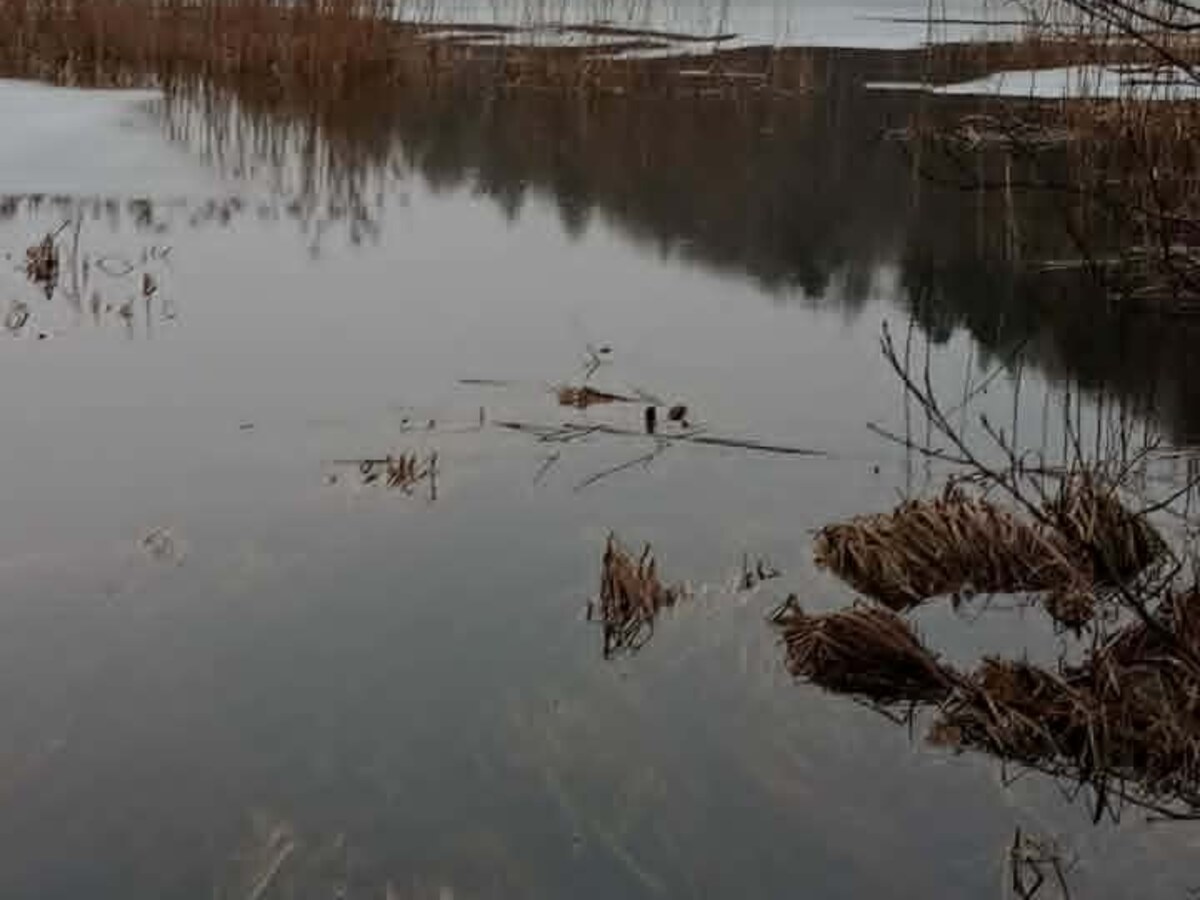 Płytkie rozlewisko z suchymi trzcinami w bezśnieżny, zimowy dzień
